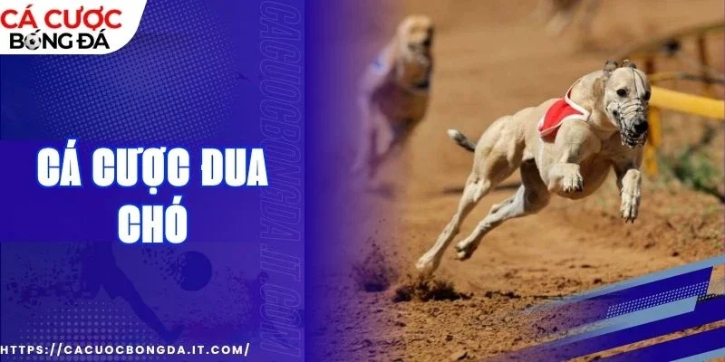 cá cược đua chó